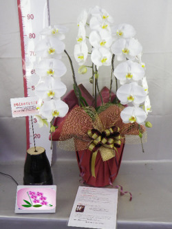 結婚記念日・金婚式お祝いプレゼント用胡蝶蘭
