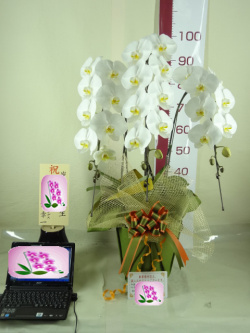 法律事務所の移転祝いに贈られたお花とお客様の声 胡蝶蘭通販 サライ
